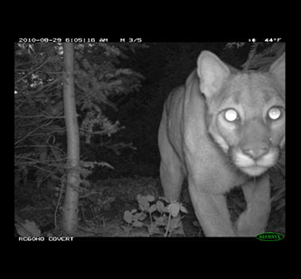 Game Camera